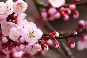 -中国三人篮球男队攻防平衡，中国男篮三人篮球队阵容