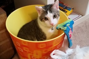 米兰体育-“马科斯·莫奇的防守技术与传球能力，助力美洲狮队提升整体战术水平”