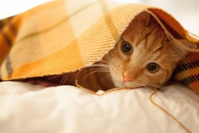 米兰体育-国足进攻节奏突然加速成功率评估，国足比赛规律