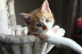 MILANSPORT入口-青训体系缺少科学评估机制，青训体系缺少科学评估机制的原因