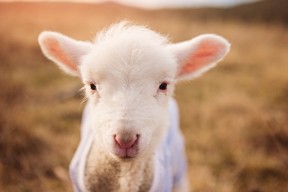 Milan Sports-英超球队结合GPS数据调整赛季训练强度，英超球队实力定位