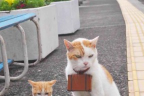 米兰登录入口-德国队在2024年世界杯赛场的关键表现与战术总结，德国球队世界杯