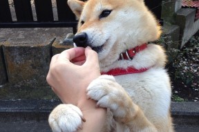 米兰体育-巴西青训体系持续升级，新一代足球天才不断涌现