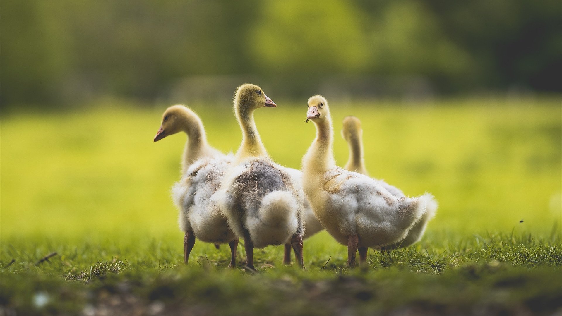 国足进攻节奏突然加速成功率评估,国足比赛规律