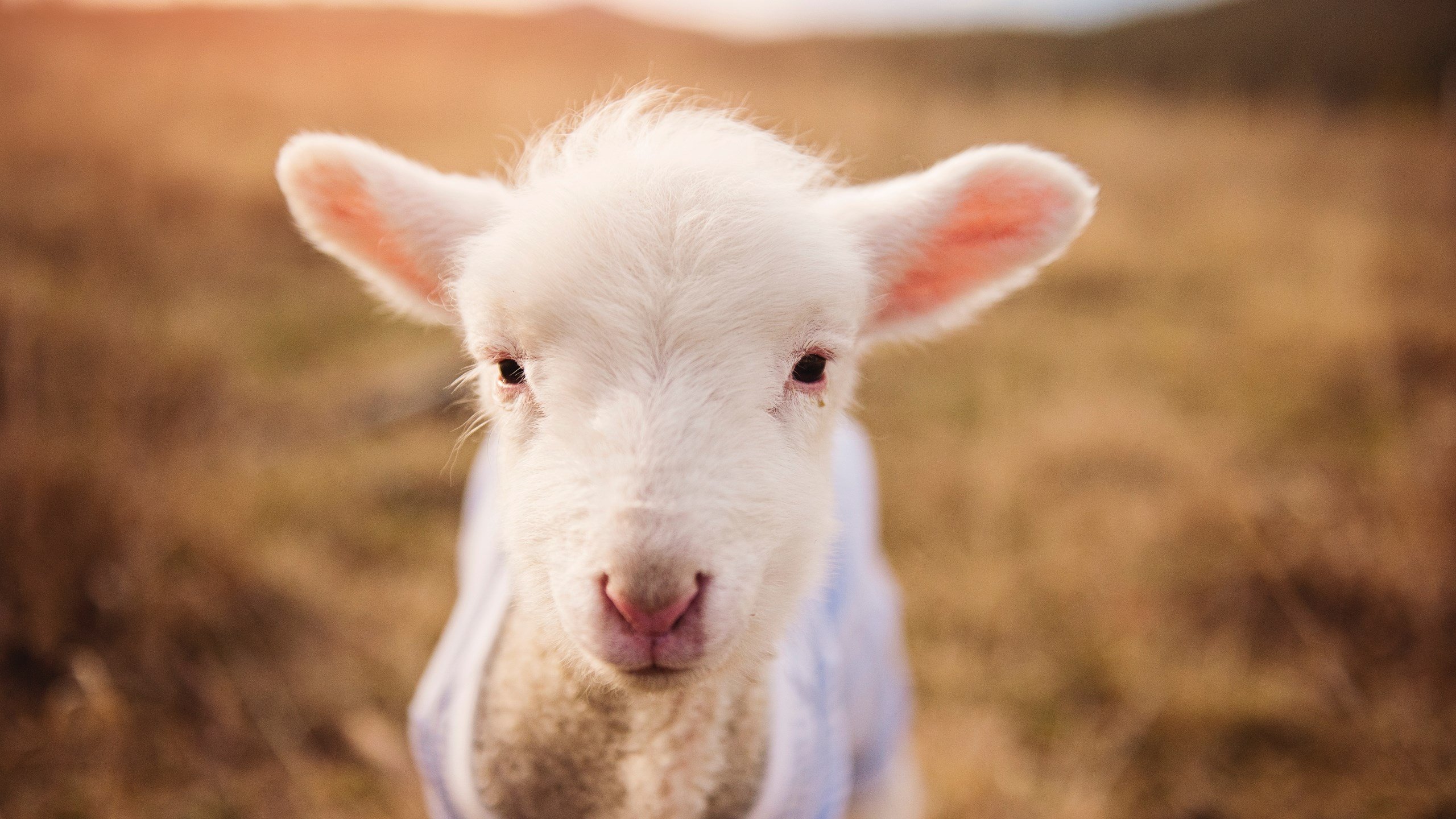 英超球队结合GPS数据调整赛季训练强度，英超球队实力定位