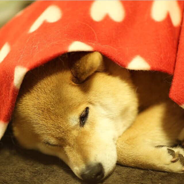 “简阳文体中心:羽毛球赛场高手对决,观众连连喝彩”