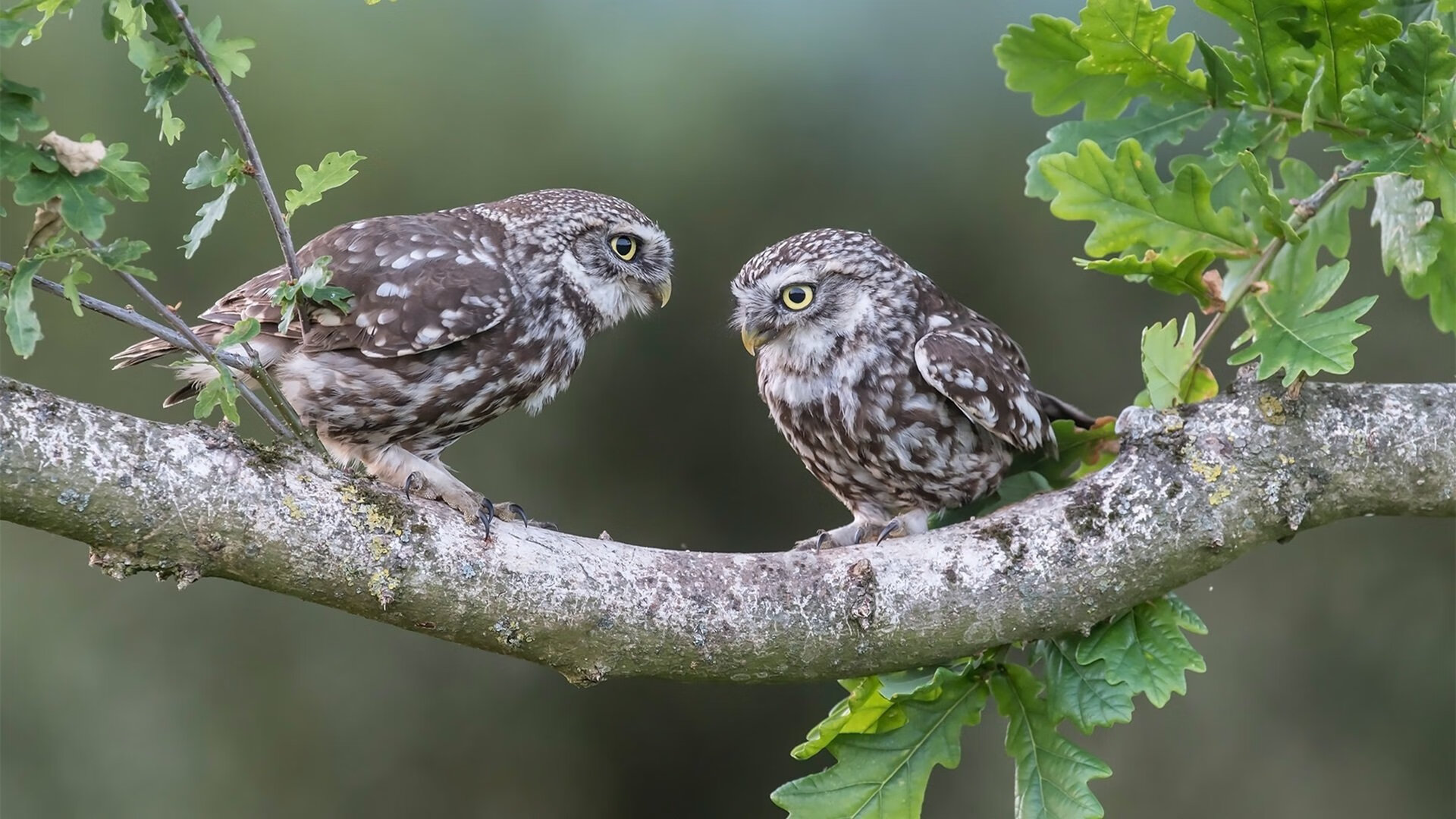 “高新体育中心:健力赛事见证选手超越自我,力争金牌”