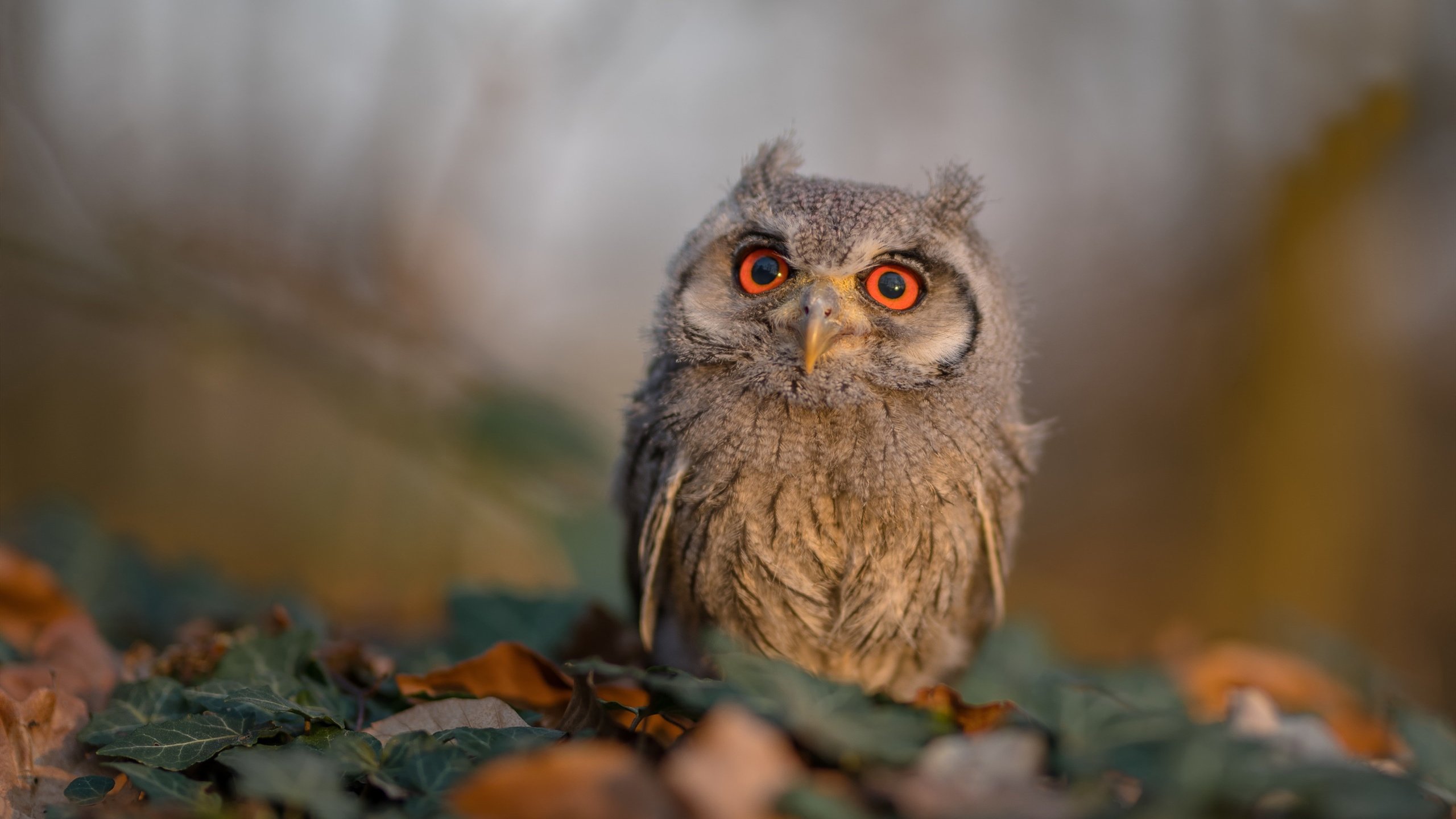 皇家社会传控细腻突破防线密集,皇家社会在哪