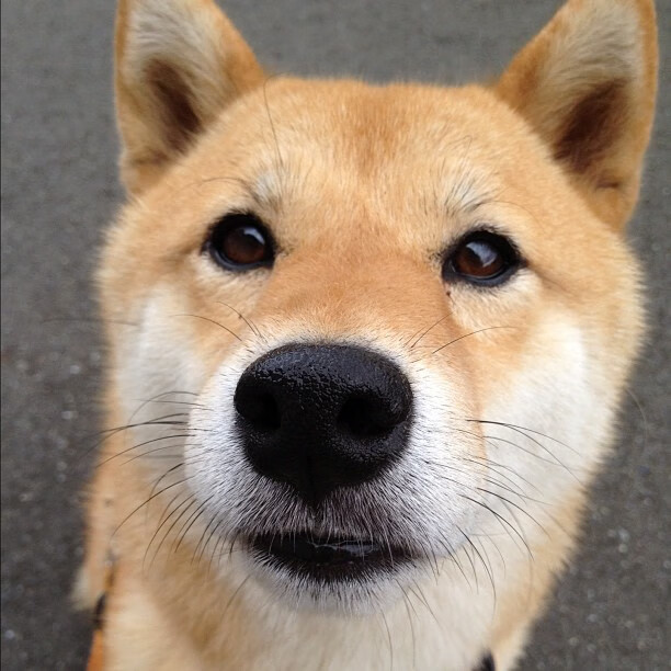 “彼得森的出色发挥,帮助南非羚羊队抵御强敌”