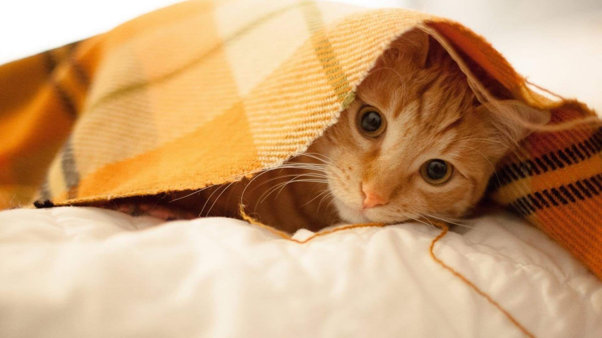 奥尔韦拉决赛冲线瞬间引爆全场,奥尔伟业