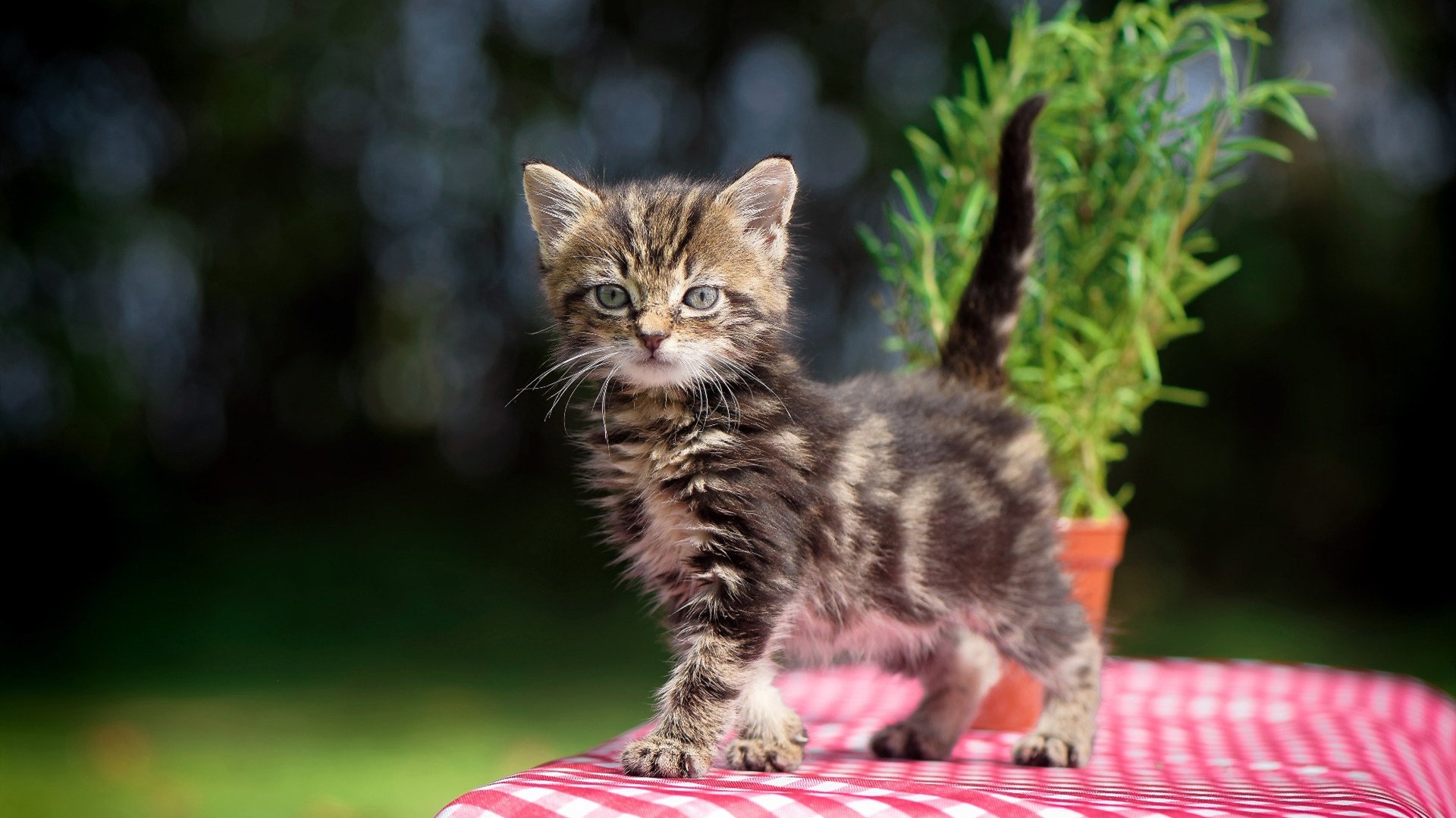 庞蒂短距离蝶泳赛道上的亮点