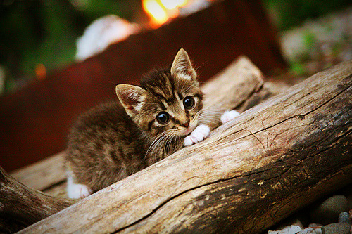 德甲全场焦点:攻防对抗中的精彩瞬间,德甲现场