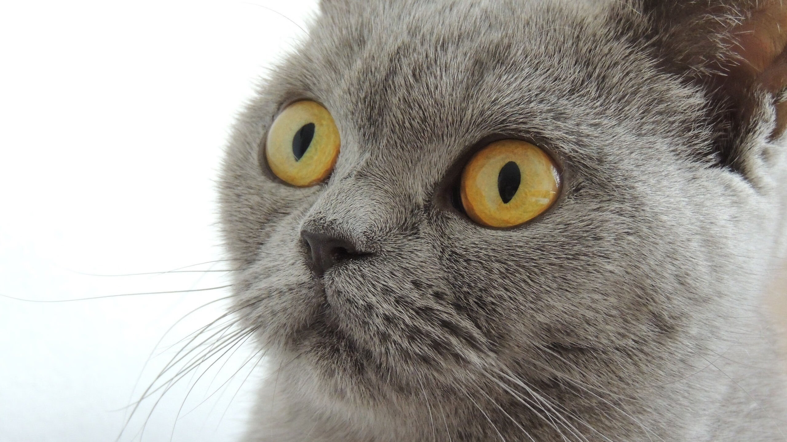 澳大利亚女子橄榄球队首度亮相国际赛场,澳大利亚橄榄球比赛规则