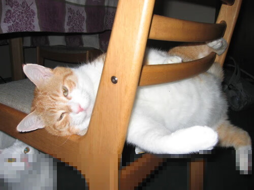 美洲杯燃爆赛场:绝美配合成就传奇瞬间,美洲杯 百科